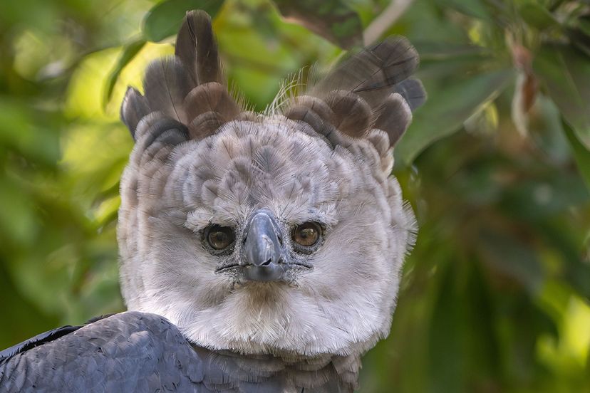 Harpy Eagle