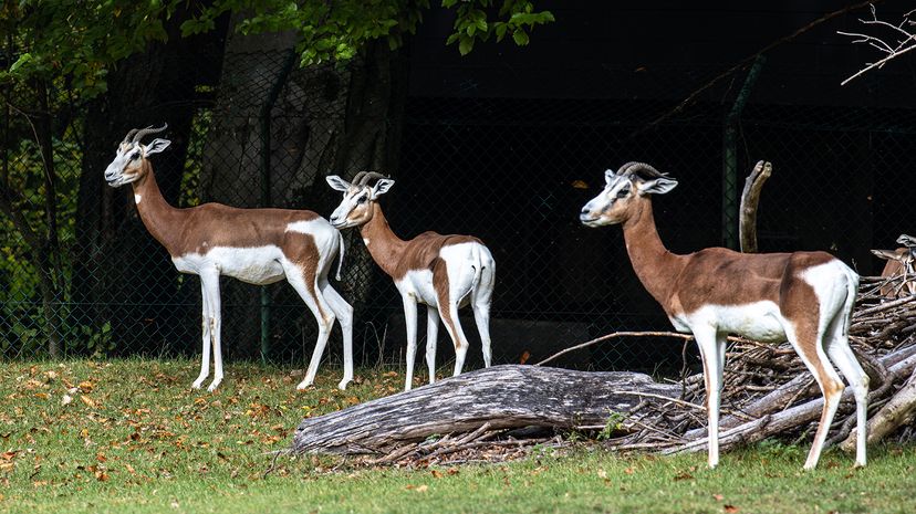 Dama gazelle
