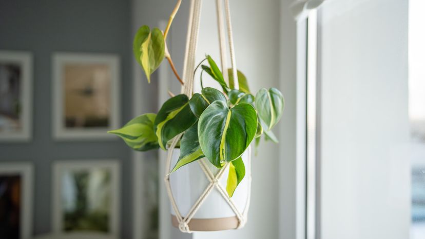 Philodendron in a hanging po