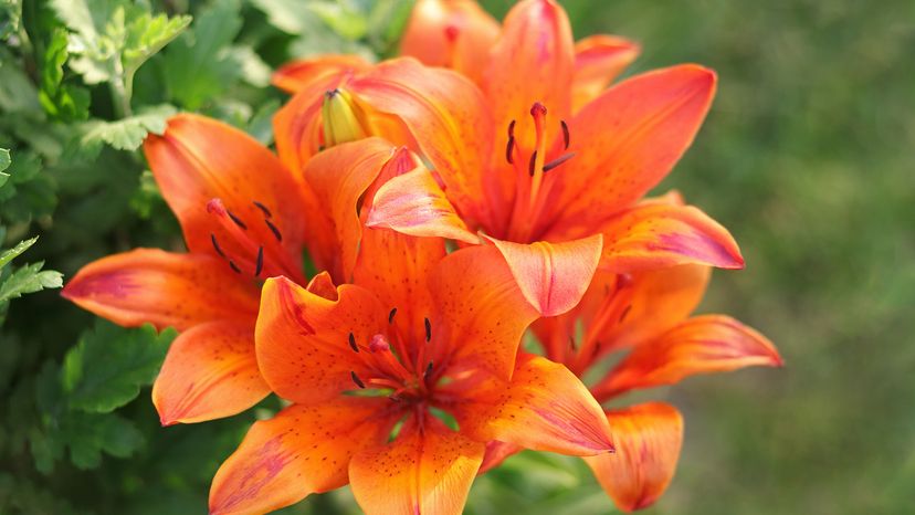 Tiger Lilies