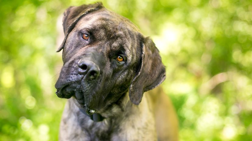 Cane Corso
