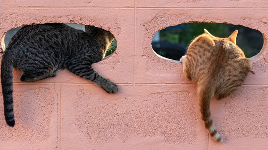 Why Do Cats Put Their Butt in Your Face?