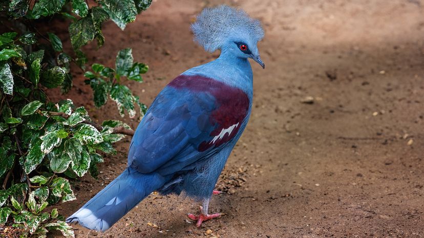 Western crowned pigeon