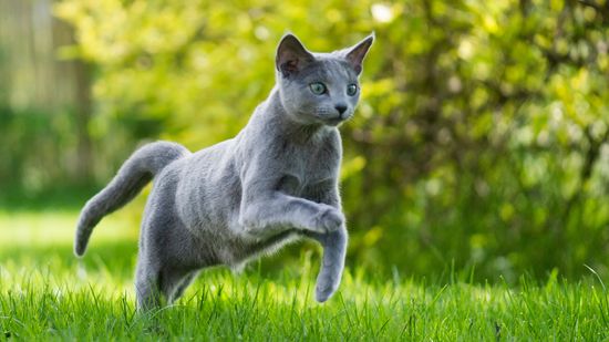 The Russian Blue Cat Is Simply Iconic