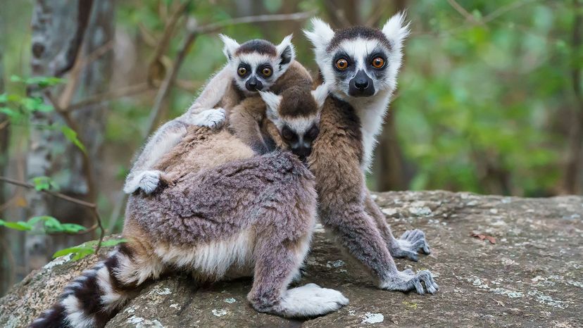 lemurs