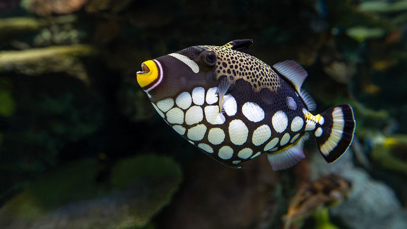 Triggerfish