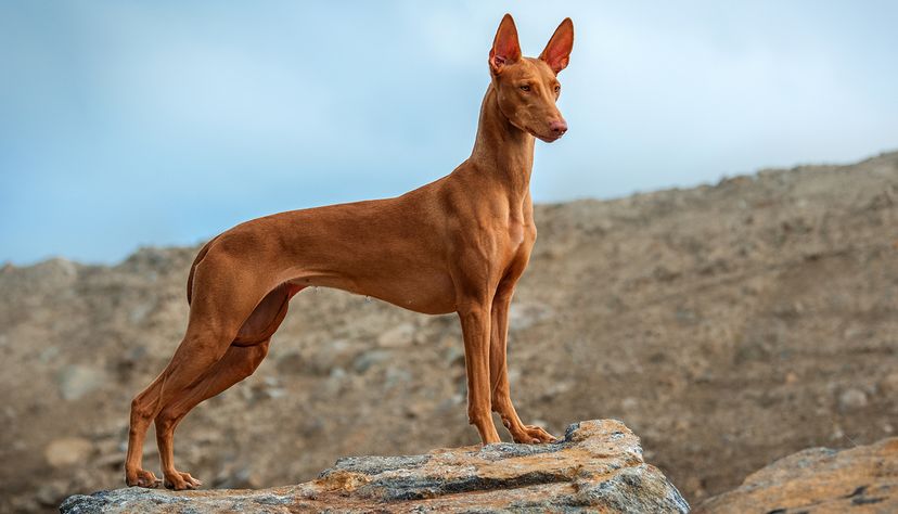 Pharaoh Hound