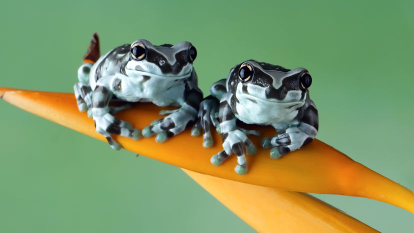 frogs
