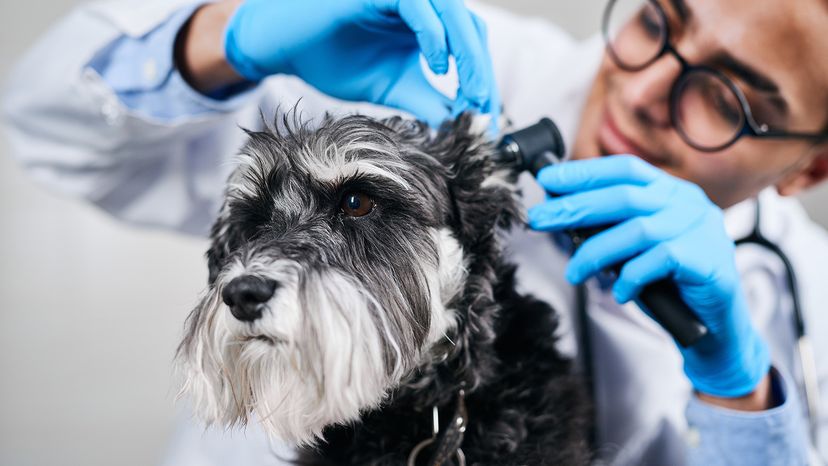 Dog at vet