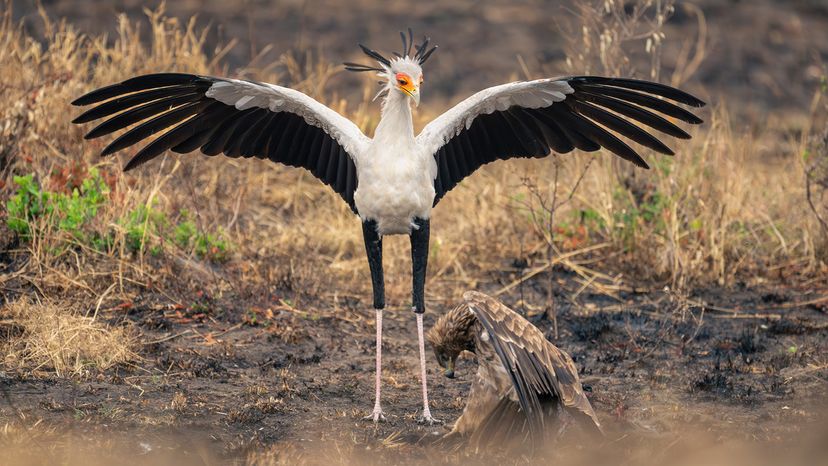 Secretary bird