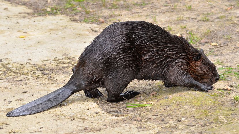 North American beaver