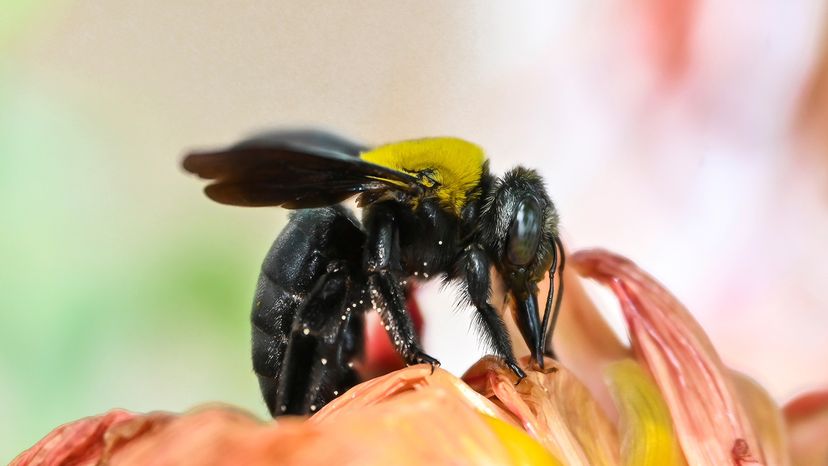 Carpenter bee