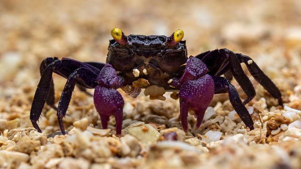 Vampire Crab: More Cartoonish Than Blood-sucking