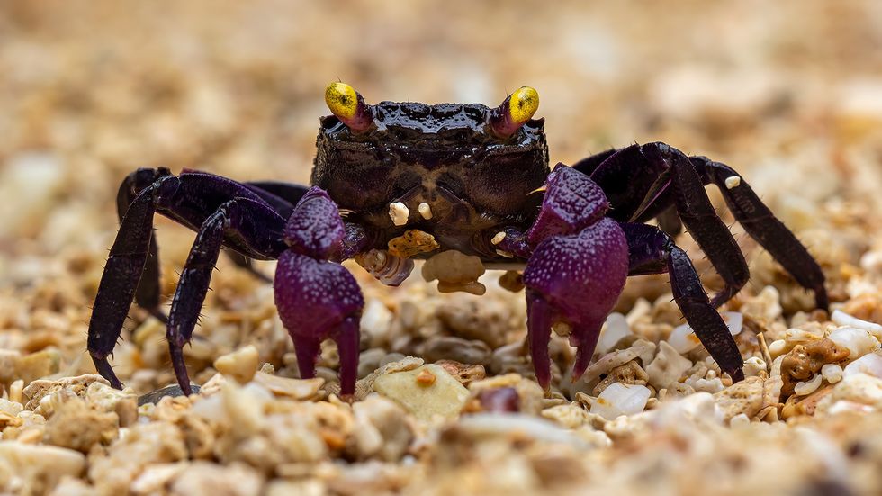 Vampire Crab: More Cartoonish Than Blood-sucking