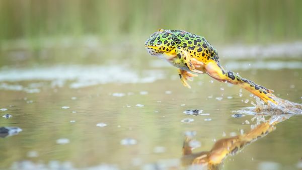 The Pacman Frog Does Not Say 'Wakka Wakka'