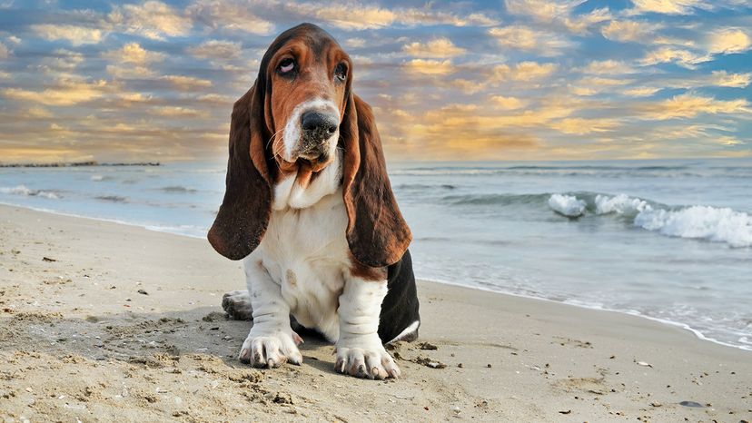 basset hound