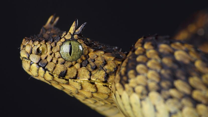 Matilda's horned viper