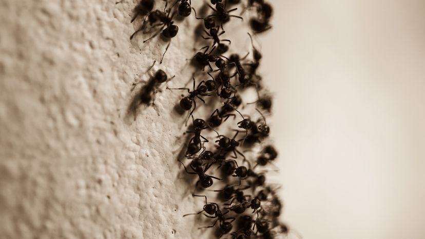 Group of carpenter ants