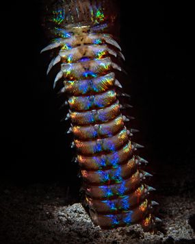 bobbit worm