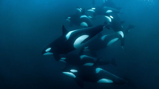 What Is a Group of Orcas Called? Not a School or a Squad But A...