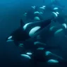 What Is a Group of Orcas Called? Not a School or a Squad But A...