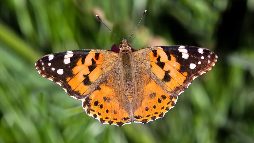 Painted Lady