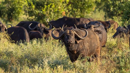 What Is a Group of Buffalo Called? Hint: It Also Applies to Bison