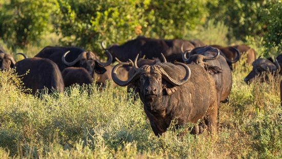 What Is a Group of Buffalo Called? Hint: It Also Applies to Bison