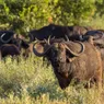 What Is a Group of Buffalo Called? Hint: It Also Applies to Bison