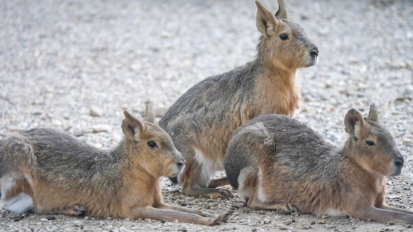 Lesser capybaras