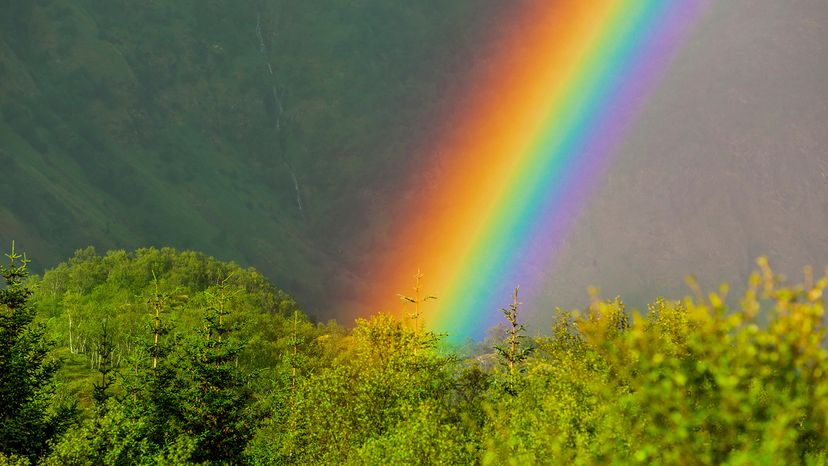 rainbow above green trees