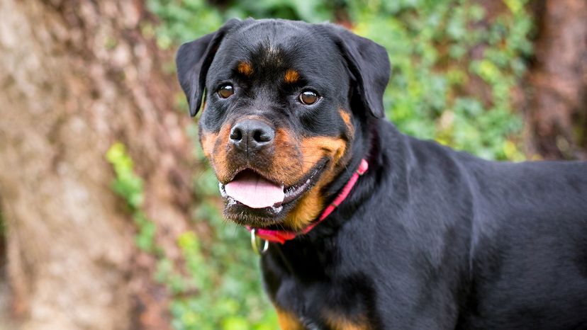 Rottweiler