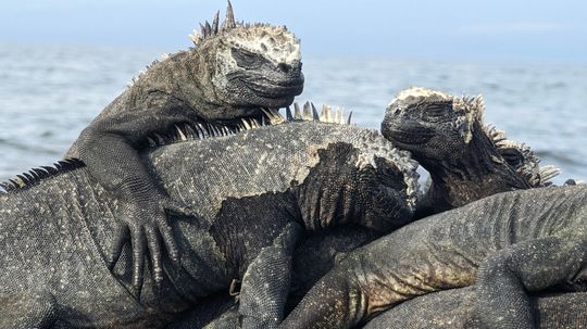 What Is a Group of Lizards Called? Not a Colony or a Pile but a...