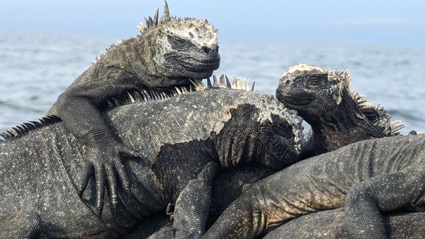 What Is a Group of Lizards Called? Not a Colony or a Pile but a...