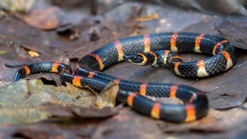 Eastern coral snake