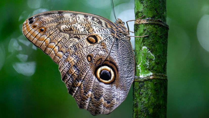 Brush-footed butterfly