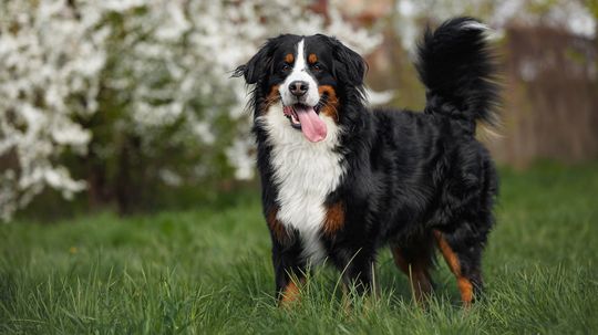 Bernese Mountain Dog: A Working Breed Built for Cold Weather