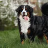 Bernese Mountain Dog: A Working Breed Built for Cold Weather