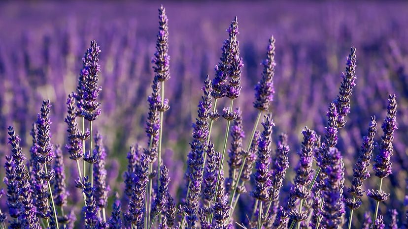 Lavender