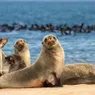 What Is a Group of Seals Called? Depends Where It Is