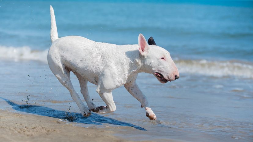 bull terrier