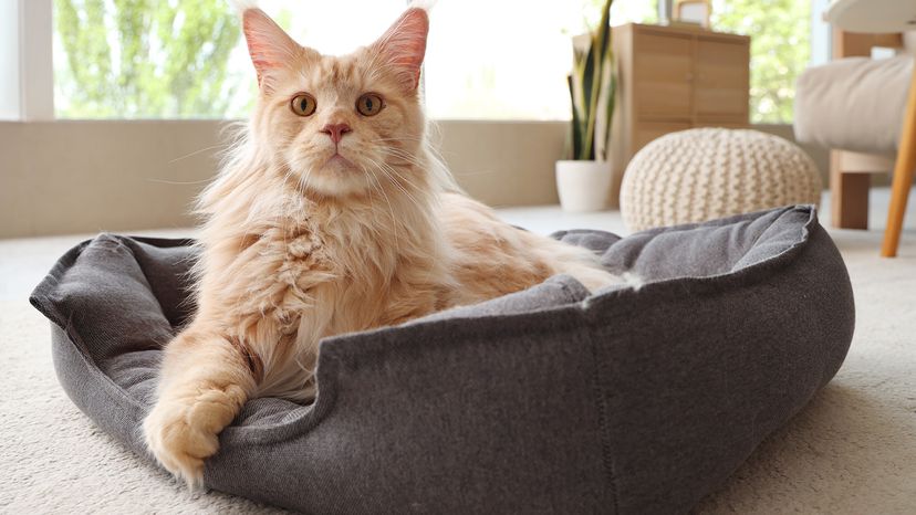 Maine Coon