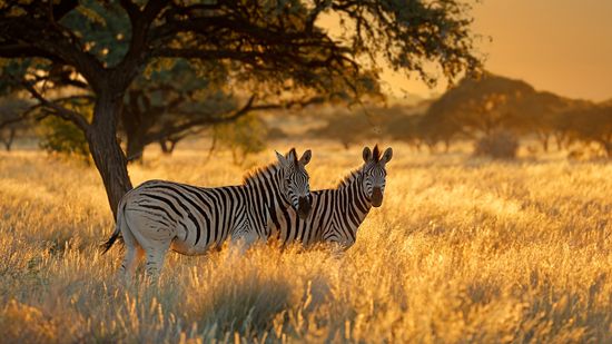 7 Types of Animals That Make Our Planet Cool to Live On