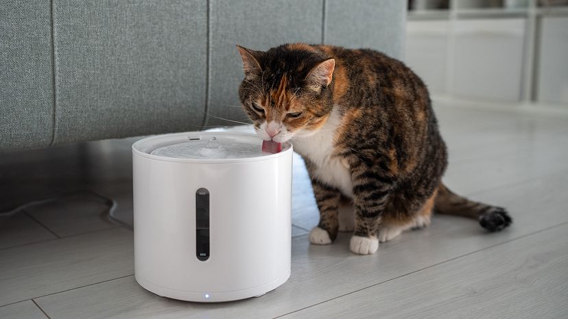Cat drinking from automatic water dispenser