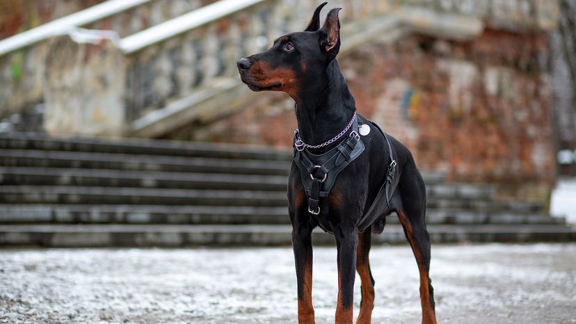 Doberman Pinscher