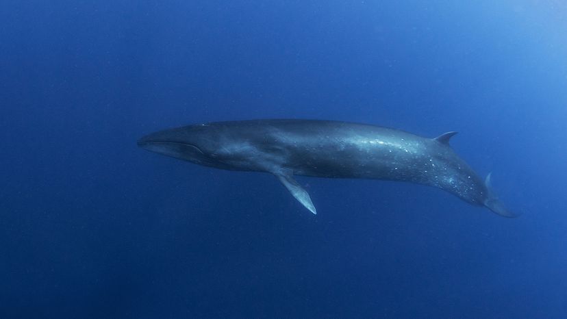 Sei whale