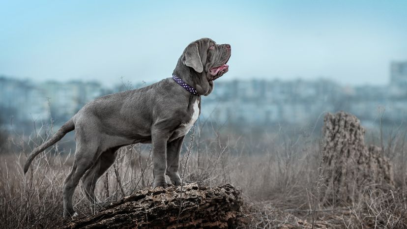 Neapolitan Mastiff