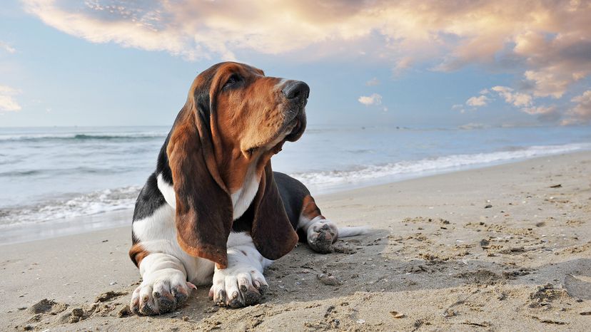Basset hound