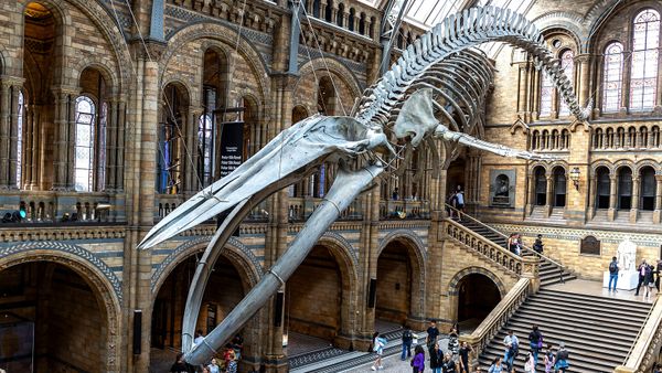 Giant whale skeleton hanging from the ceiling with people walking beneath