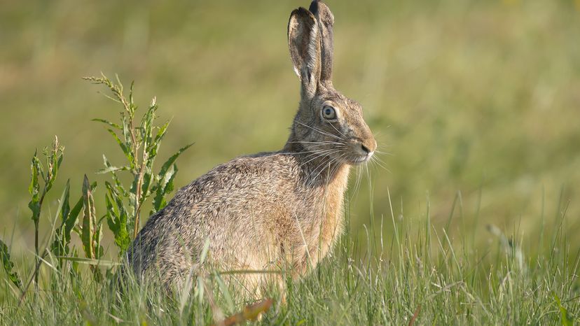 European hare